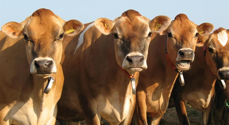 Test results: Cause of Jersey cows' deaths - Dairy Global