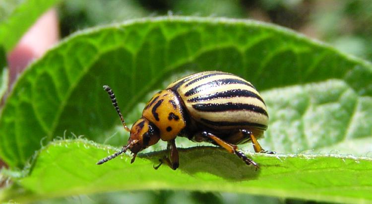 Colorado Beetle