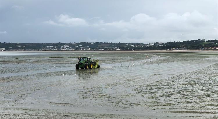 sea lettuce